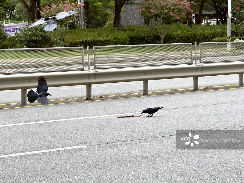 乌鸦飞向路中央一具动物尸体觅食。图片素材