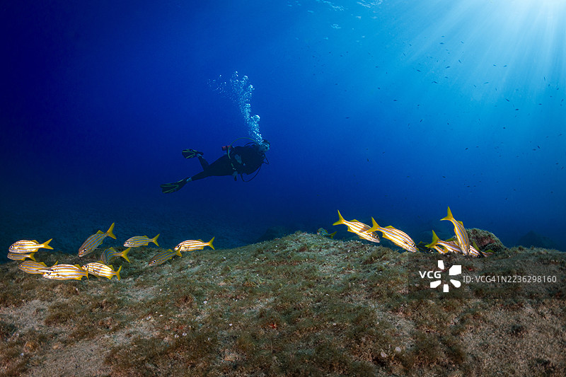 巴西费尔南多·诺罗尼亚群岛的海洋生物与潜水员图片素材