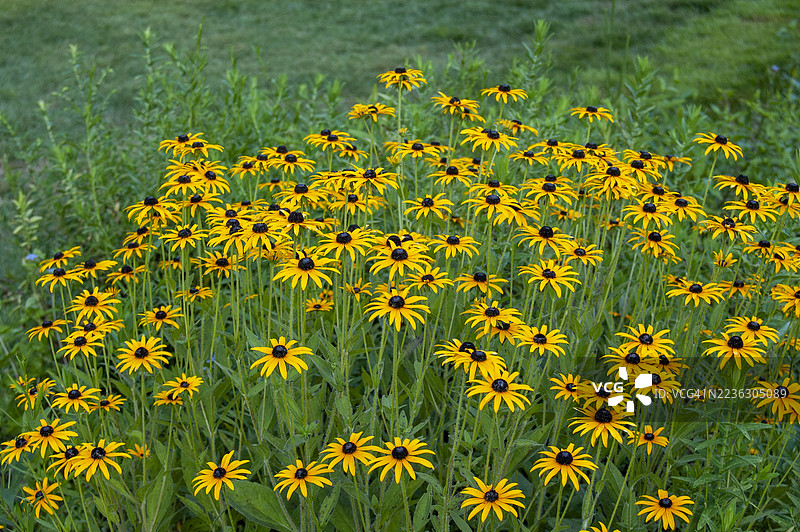 在阳光明媚的日子里，生机勃勃的黄色黑眼苏珊花在郁郁葱葱的绿色田野中绽放，位于美国威顿的布鲁克赛德花园。图片素材