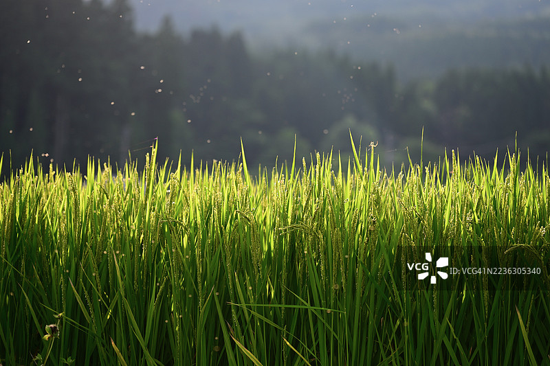 日本一片生机勃勃的绿色农作物特写，柔和的阳光洒在田野上，背景是模糊的森林。图片素材