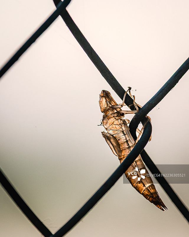 金属围栏上的蜻蜓外骨骼特写图片素材