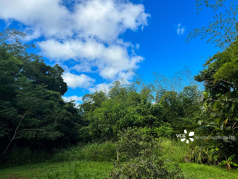 郁郁葱葱的绿色树木和叶子在明亮的蓝天和白云下，从低角度拍摄，马梅伊，波多黎各图片素材