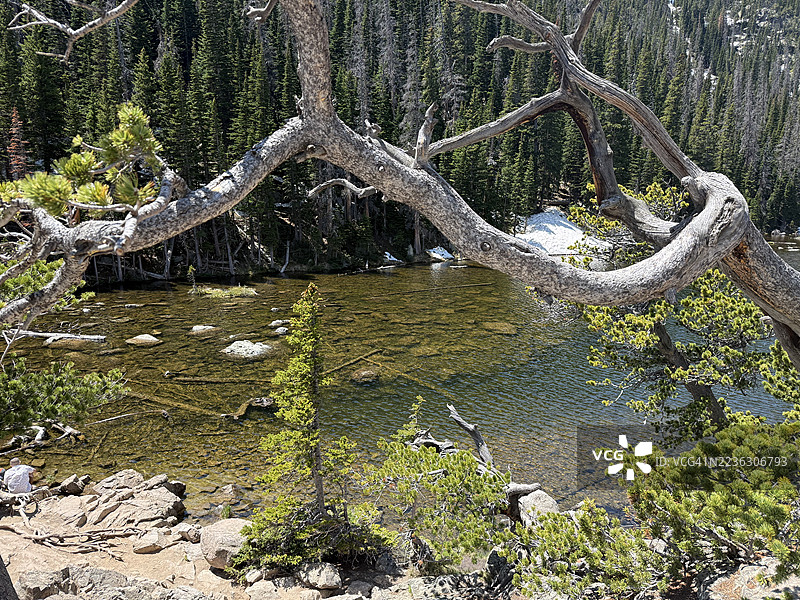 阳光明媚的日子里，清澈湖泊的美丽景色被郁郁葱葱的森林环绕，扭曲的树枝勾勒出画面。图片素材