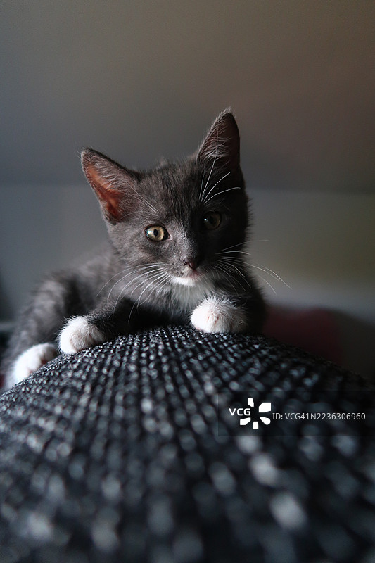 可爱的灰白色小猫在室内放松的特写肖像图片素材