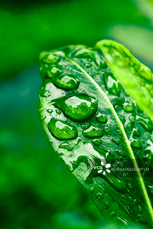 生机勃勃的绿色叶子上覆盖着闪闪发光的雨滴，展现了大自然的纯净与清新。图片素材