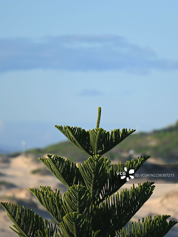 生机勃勃的绿色植物在宁静的蓝天背景下特写，展现自然之美和户外生长。图片素材