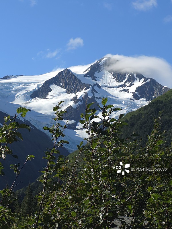 雄伟的雪山在晴朗的蓝天下耸立，周围环绕着郁郁葱葱的绿叶。图片素材