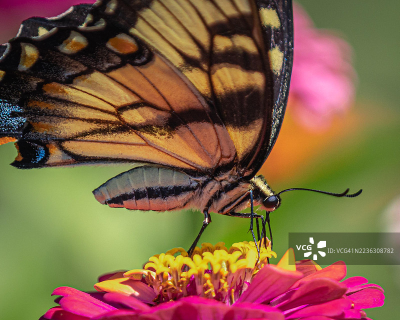 一只色彩斑斓的蝴蝶，黄色和黑色的翅膀在鲜艳的粉色花朵上授粉，展现出自然的精致细节。图片素材