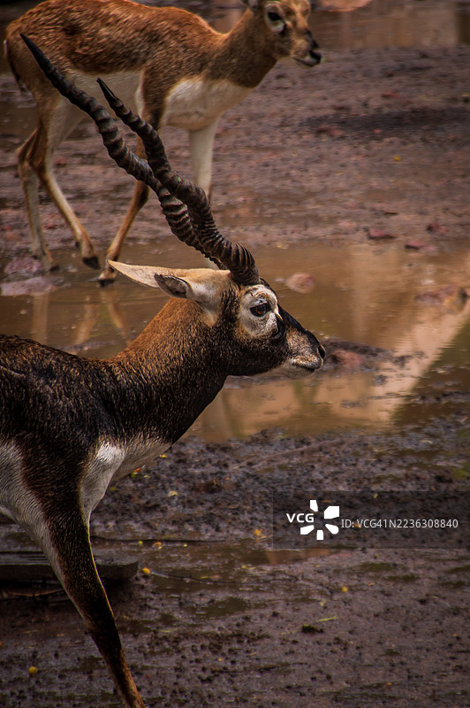 两只黑buck站在一个有水坑的泥泞田野里图片素材