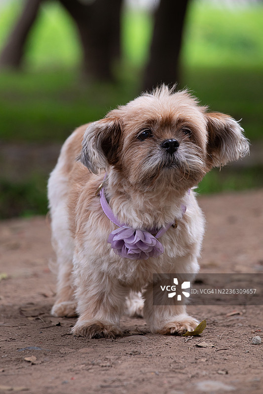 可爱的西施犬戴着紫色项圈，站在户外的泥土小路上，神情警觉。图片素材