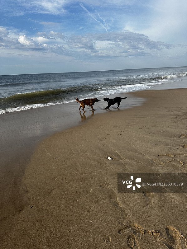 两只狗在海滩上玩耍，沙滩上有一根棍子，天空阴云密布。图片素材
