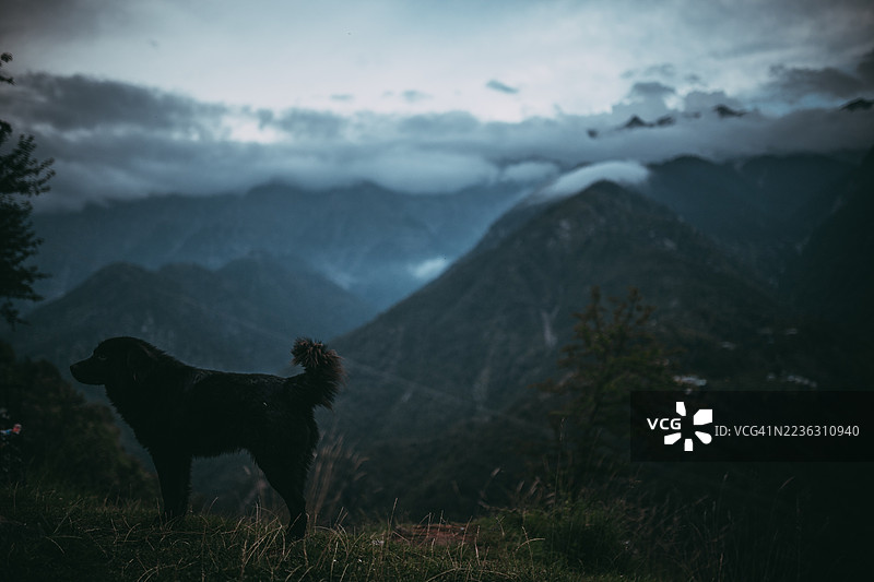 一只忠诚的狗骄傲地站在草地上，凝视着黄昏时分被雾气和云彩笼罩的壮丽山脉，印度，麦克劳德岗。图片素材