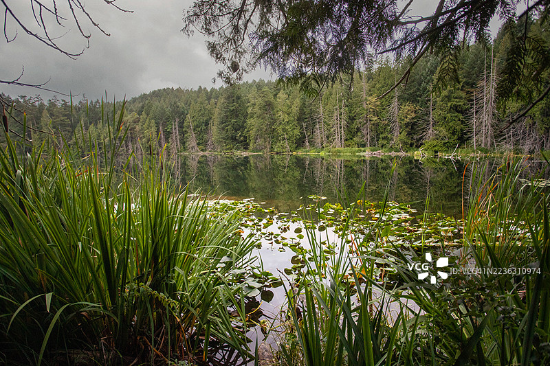 宁静的森林湖泊，郁郁葱葱的绿植和阴云密布的天空倒映在平静的水面上，加拿大维多利亚，基拉尼路图片素材
