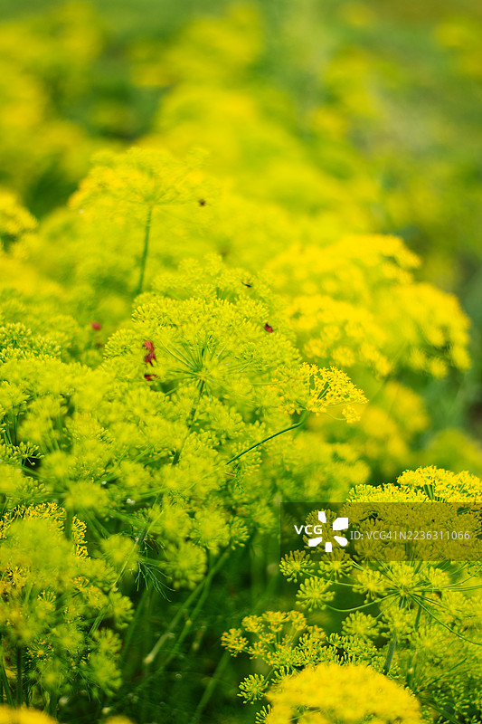 阳光明媚的田野中，鲜艳的黄色莳萝花盛开，形成了郁郁葱葱的自然背景。图片素材