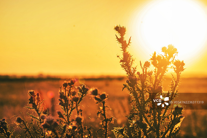 日落时分，金色天空映衬下的田野里生长的植物特写，可见蜘蛛和蛛网图片素材