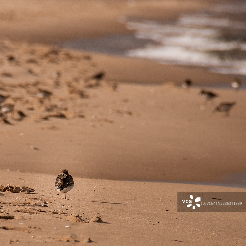 小沙鸥单腿站在沙滩上，水边有其他鸟类在背景中。图片素材