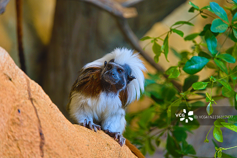 棉顶狨猴特写，坐在树枝上，好奇地看着镜头图片素材