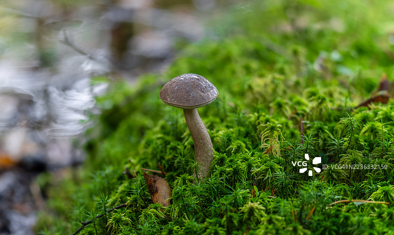 雨后的苔藓和蘑菇图片素材
