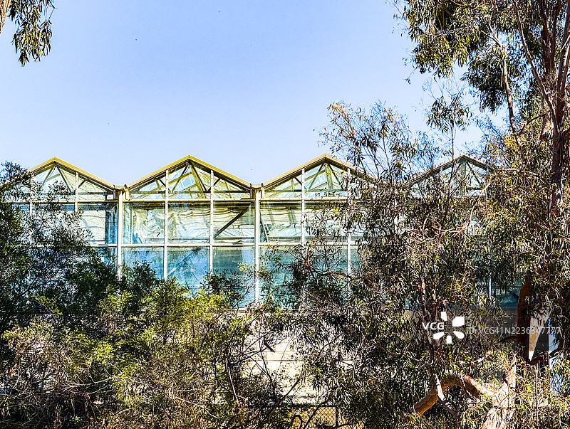 仰望洛杉矶加州大学洛杉矶分校校园内的植物生长中心，毗邻植物园。图片素材