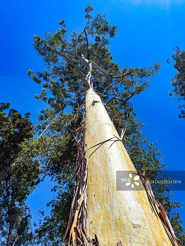 加州大学洛杉矶分校校园内的玫瑰桉树（桃金娘科，尤加利大树）图片素材