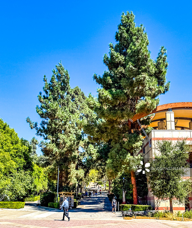 在洛杉矶加州大学校园内，人们在高大的常青树旁散步。图片素材