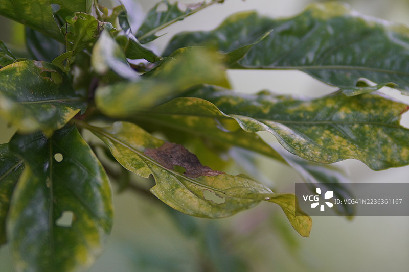 植物病害图片素材
