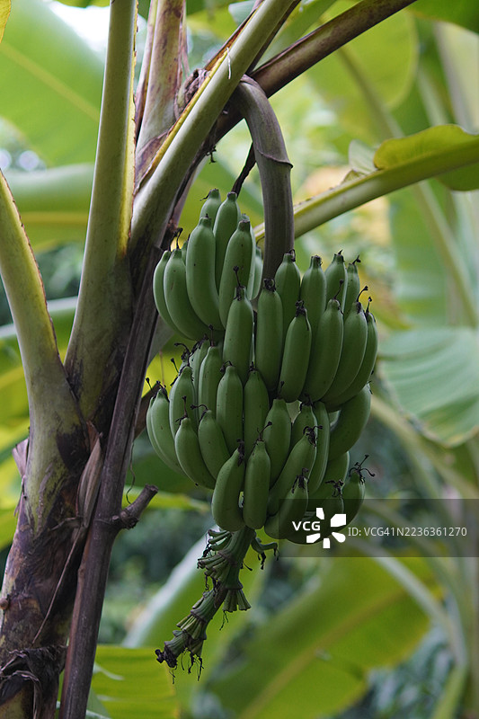 香蕉卡文迪许香蕉图片素材