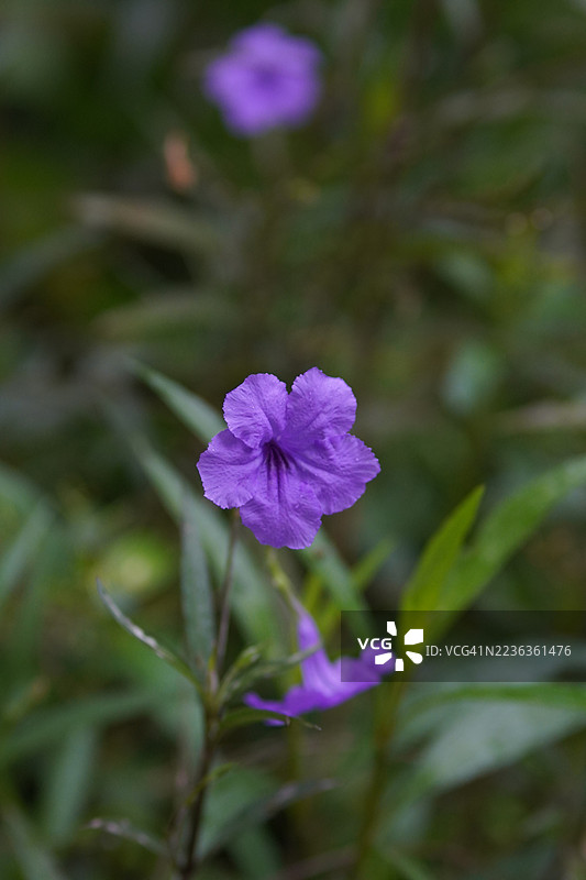 水炮，水炮，狭叶马鞭草，铁根，退热草，爆裂豆荚，爆竹花，三乃，醉蝶花科，布列顿野花，墨西哥蓝铃花，紫丁香花在花园中盛开，背景为自然风光图片素材