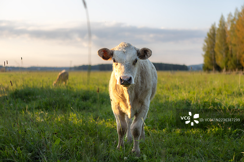 日落时分，近距离拍摄的吃草牛图片素材