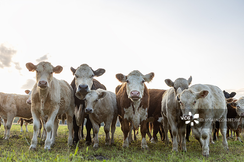 近距离拍摄的牛群注视着镜头图片素材