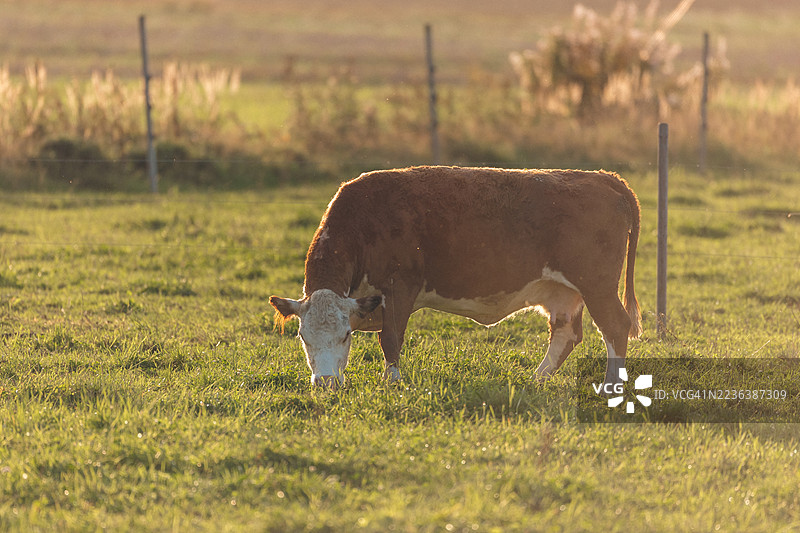 黄昏时分，草地上吃草的奶牛图片素材