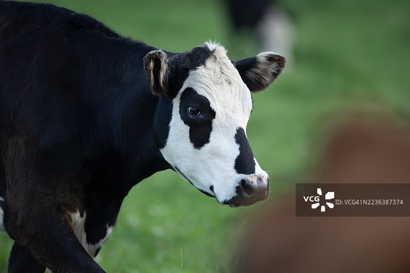 近距离拍摄的吃草牛图片素材