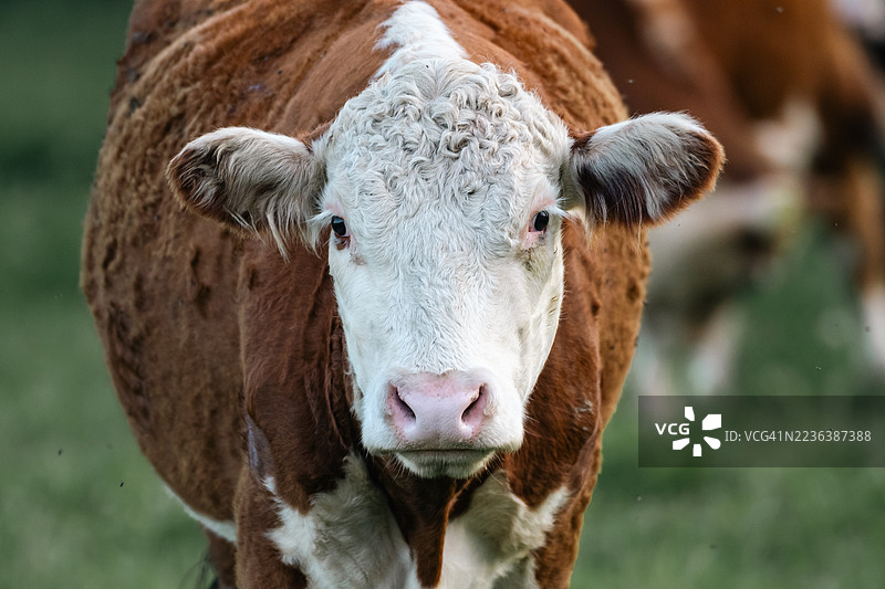近距离拍摄的吃草牛图片素材