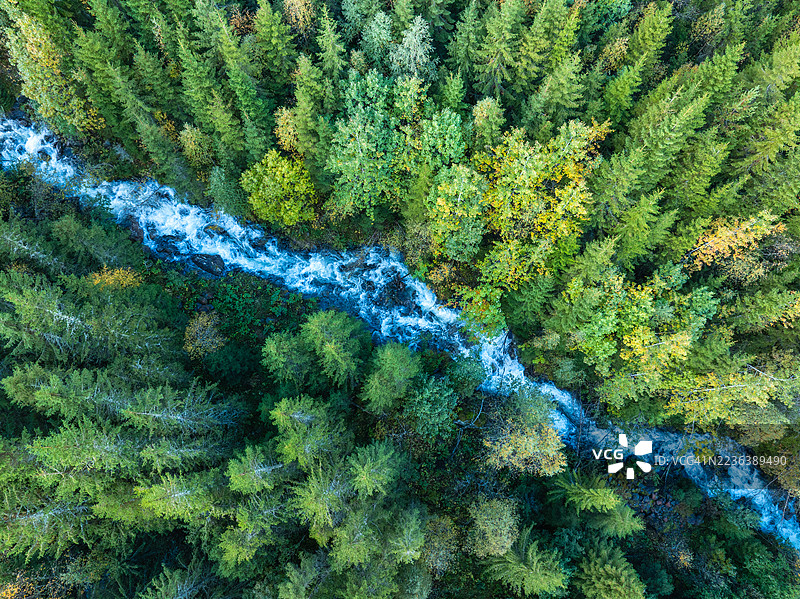 挪威云杉森林中的一条河流图片素材