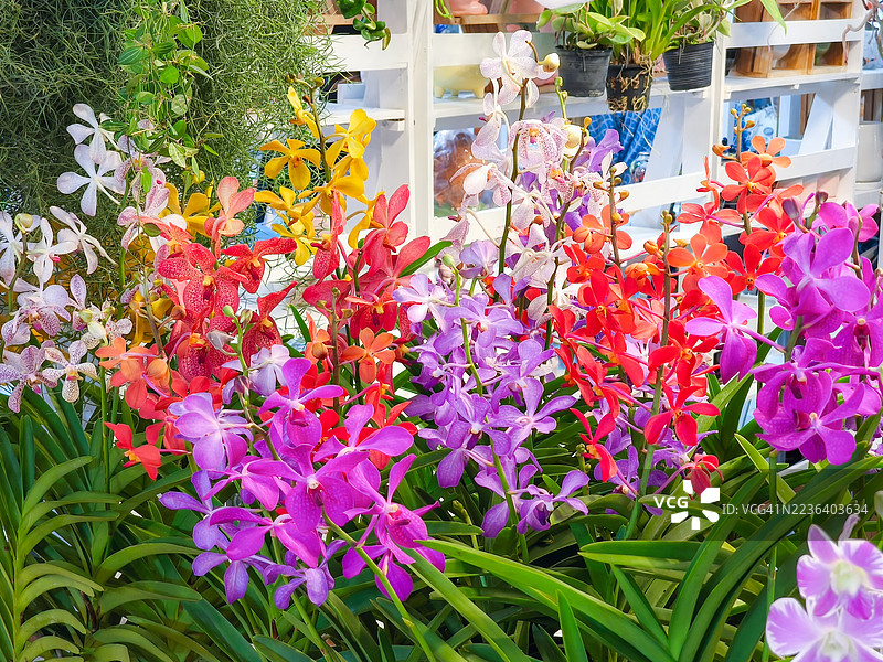 花园市场的鲜艳兰花展示图片素材
