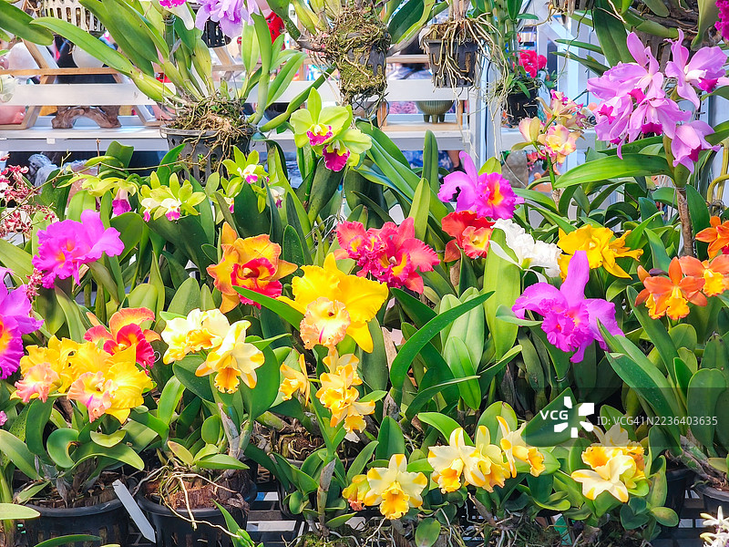 花园市场的绚丽兰花展示图片素材