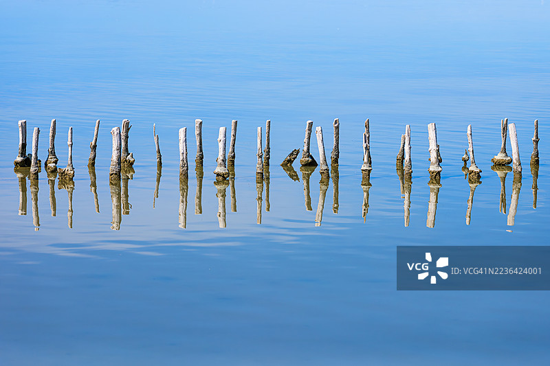 照片展示了种植在水中的木桩及其倒影，法国卡马尔格。图片素材