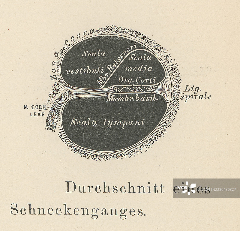 旧版雕刻插图的人耳 - 耳蜗，内耳中与听觉相关的部分图片素材