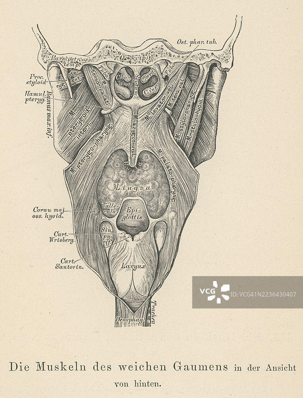 旧版雕刻插图展示了软腭，腭的肌肉后部，包括五个肌肉：腭帆肌、腭升肌、腭舌肌、腭咽肌和悬雍垂肌。图片素材