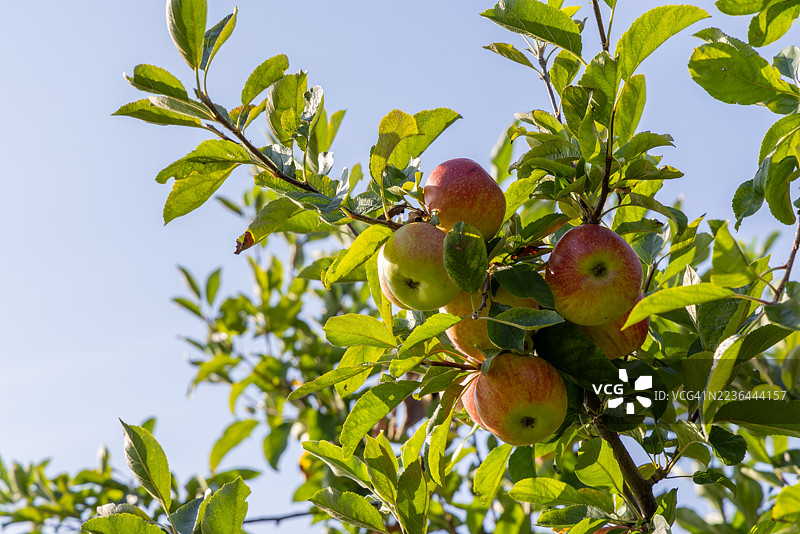 一棵结满果实的苹果树图片素材