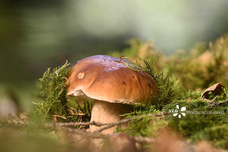 牛肝菌图片素材