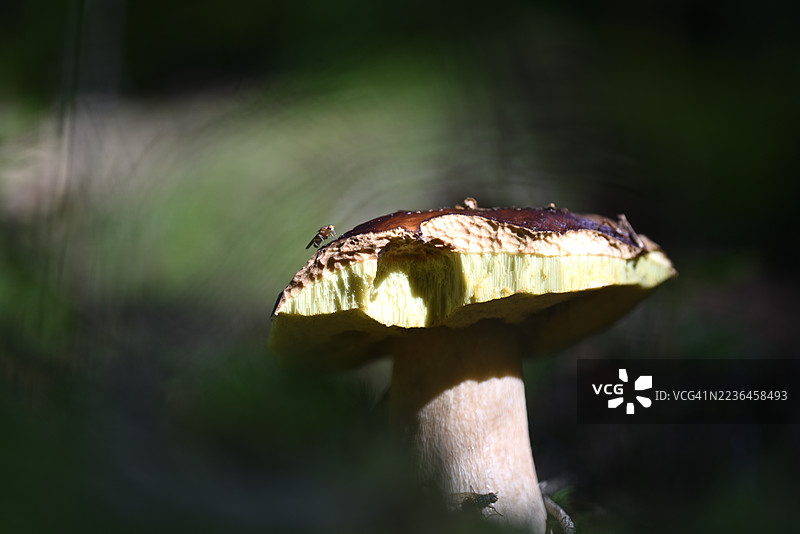 可食用蘑菇与昆虫图片素材