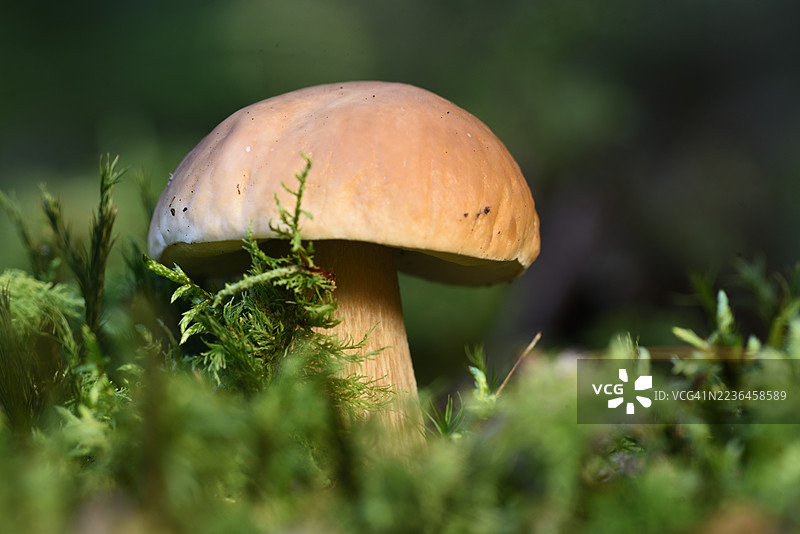 牛肝菌图片素材