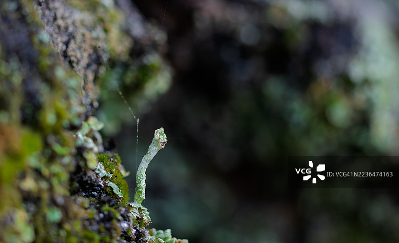 地衣上灿烂的笑容图片素材