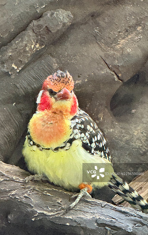 红黄啄木鸟图片素材