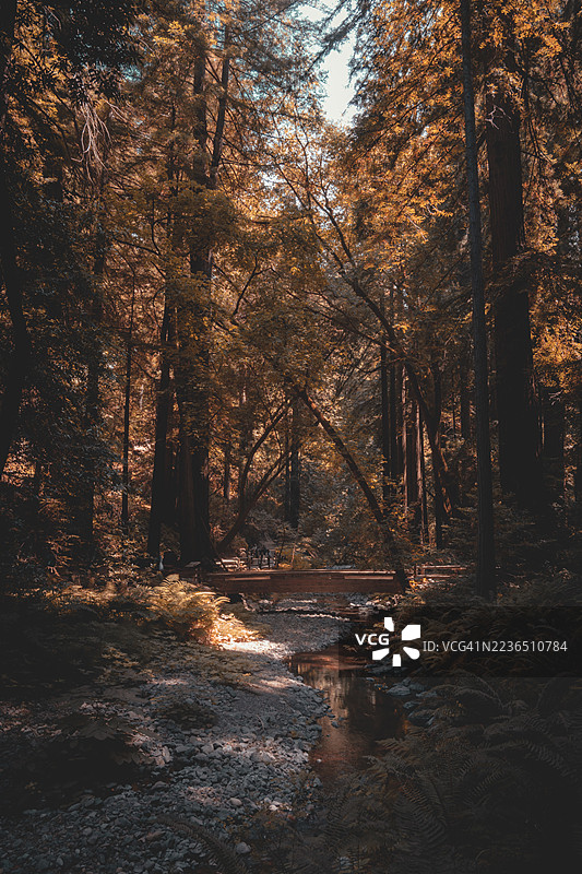 约翰·缪尔森林图片素材