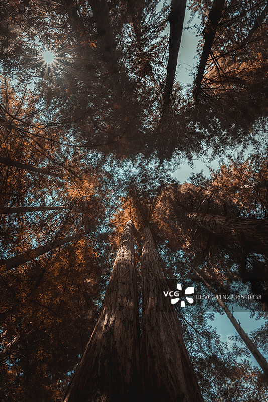 约翰·缪尔森林图片素材