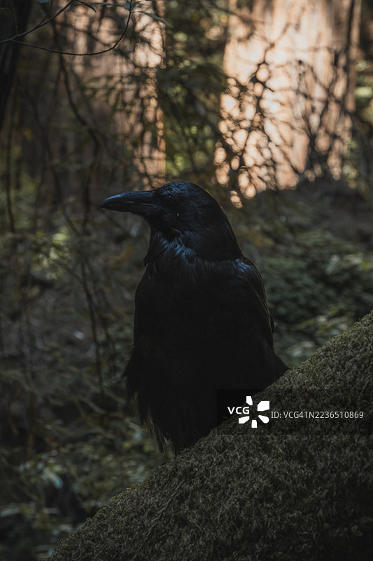 约翰·缪尔森林图片素材