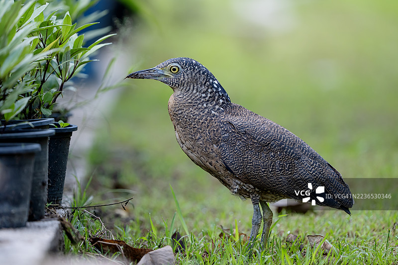 马来夜鹭（Gorsachius melanolophus），也称为马来西亚夜鹭或虎鹭，是一种中等大小的鹭鸟，分布于南亚和东亚地区。图片素材