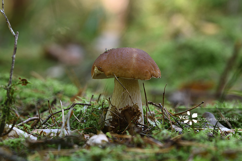 牛肝菌图片素材